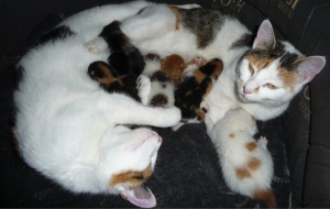Moederpoes_met_kittens