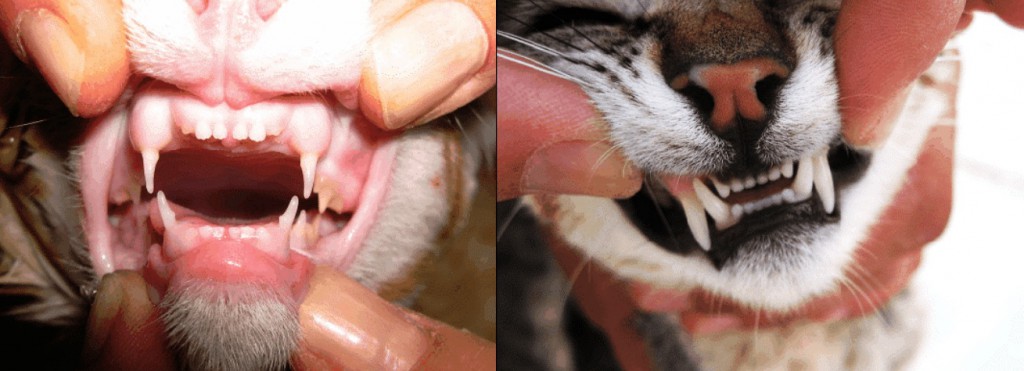 Figuur 3: kittengebit (links) en volwassen gebit (rechts) (3)