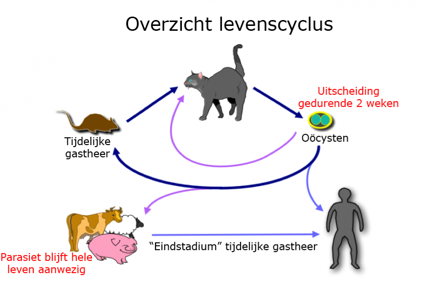 Overzicht levenscyclus van Toxoplasma gondii