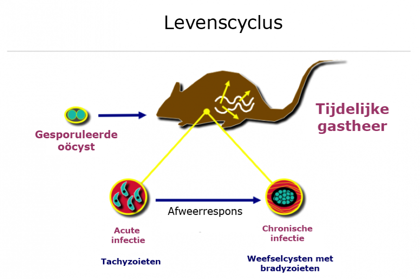 Overzicht levenscyclus van Toxoplasma gondii bij een tijdelijke gastheer