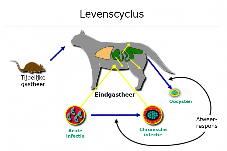 Overzicht levenscyclus van Toxoplasma gondii bij de eindgastheer (de kat)