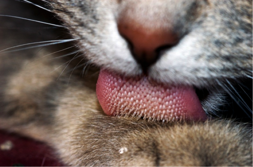 De weerhaken op de tong zorgen ervoor dat de kat elke dag veel haren inslikt.