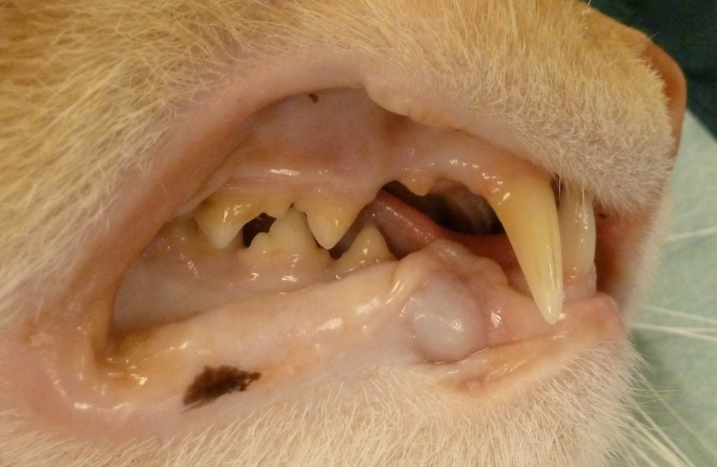Een kater van 5 jaar met tandsteen (geelbruine aanslag) op de achterste kiezen.