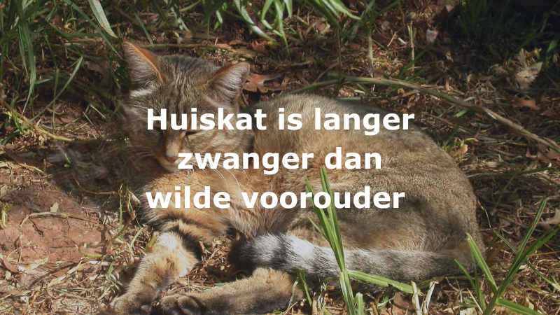 Huiskat is langer zwanger dan wilde voorouder