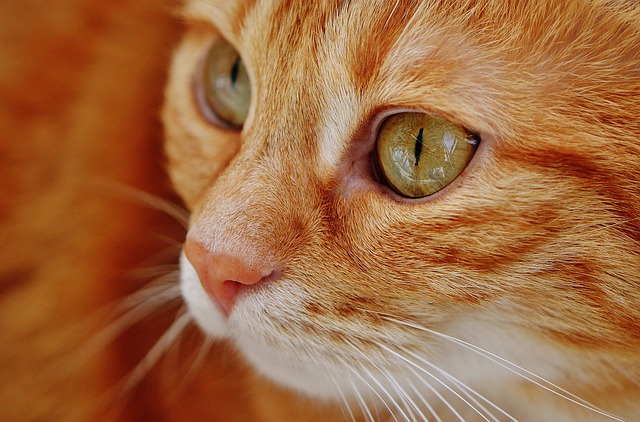 het internet Discriminerend Daarom Rode katers én poezen - Katten Kenniscentrum Nederland