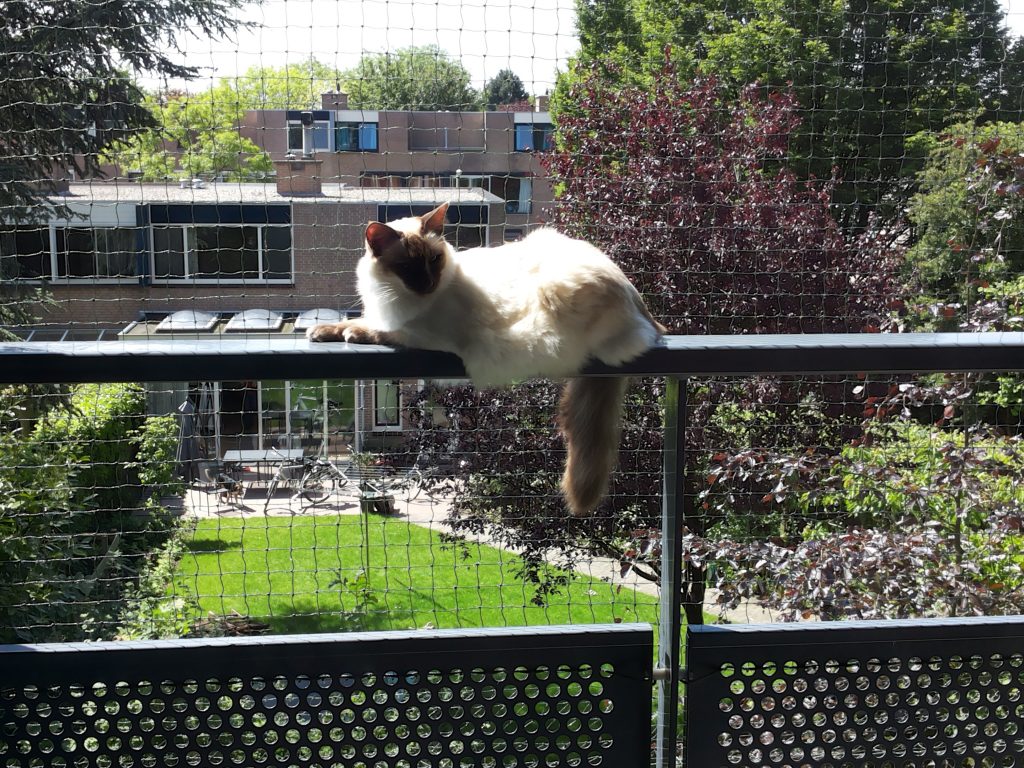 Pluche pop computer inleveren Voorkomen dat je kat uit de tuin ontsnapt. – Katten Kenniscentrum Nederland