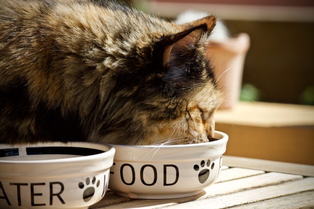 Onderzoek vergaan rouw Obesitas bij katten - Katten Kenniscentrum Nederland