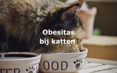 Obesitas bij katten
