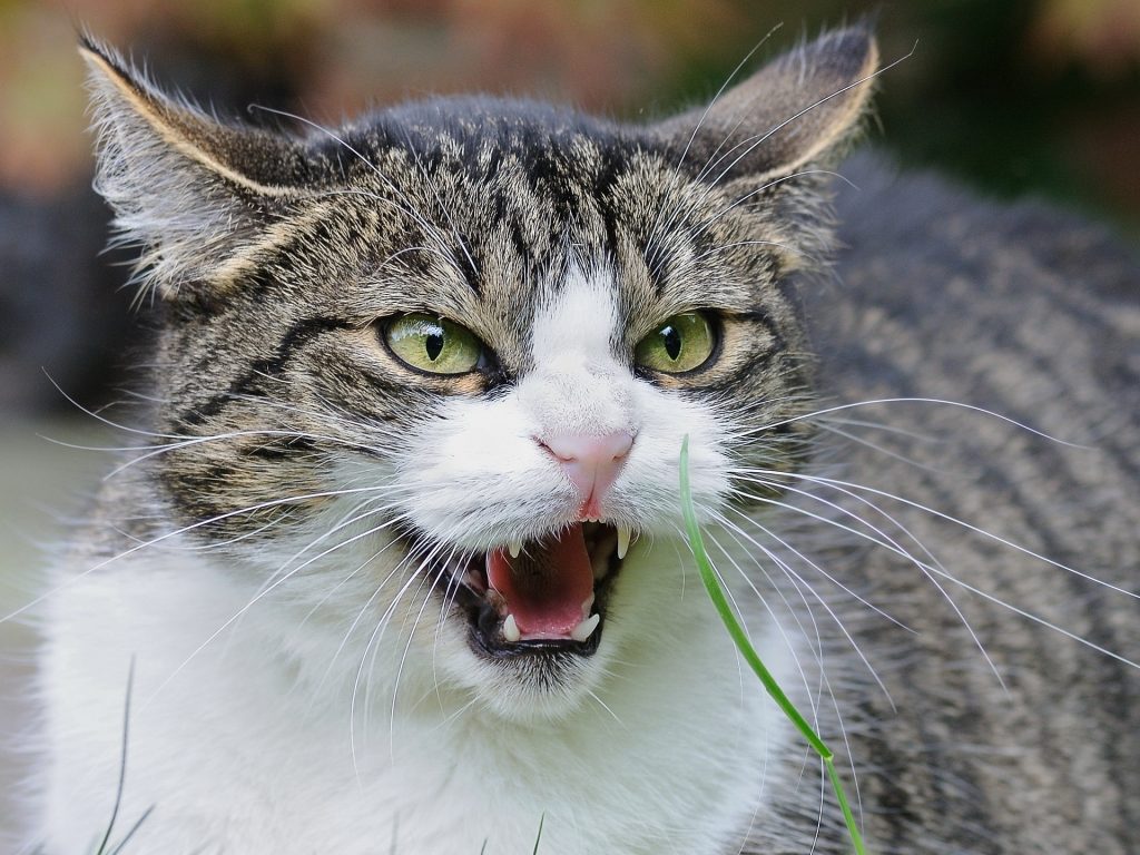 Agressie – Katten Kenniscentrum Nederland