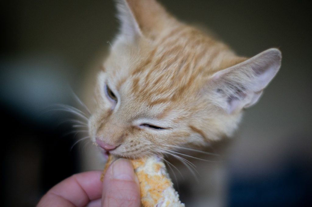Ochtend Aanbod Ontkennen Pica bij katten – Katten Kenniscentrum Nederland