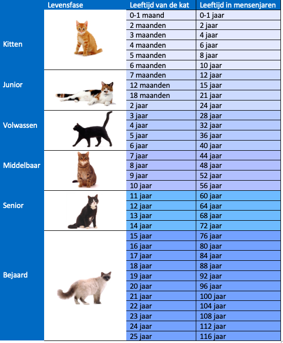 oudere kat, welzijn, gezondheid - Katten Kenniscentrum Nederland