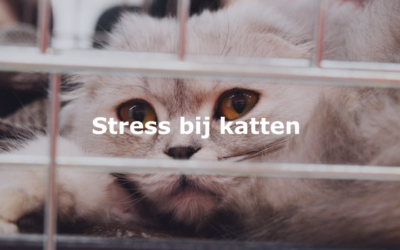 Stress bij katten