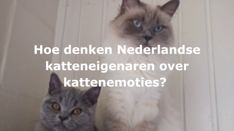 Hoe denken Nederlandse katteneigenaren over kattenemoties?