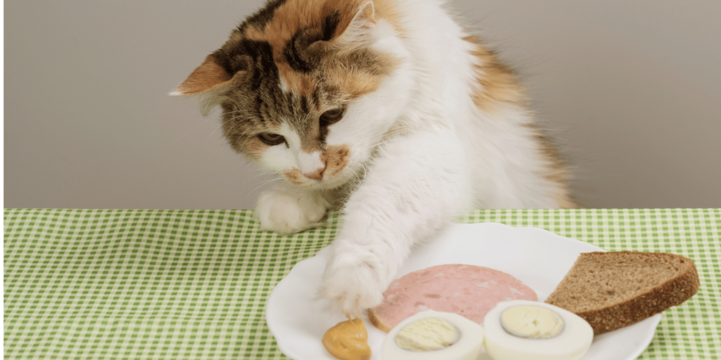 Als je kat geobseerd is door eten