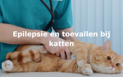 Epilepsie en toevallen bij katten