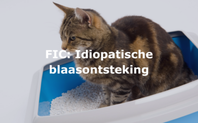 Idiopathische blaasontsteking bij de kat (FIC)