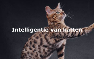 De intelligentie van katten