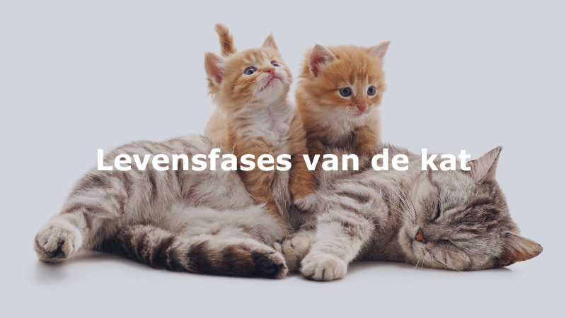 Drink water Groot van mening zijn Levensfasen van de kat: van kitten tot bejaard - Katten Kenniscentrum  Nederland