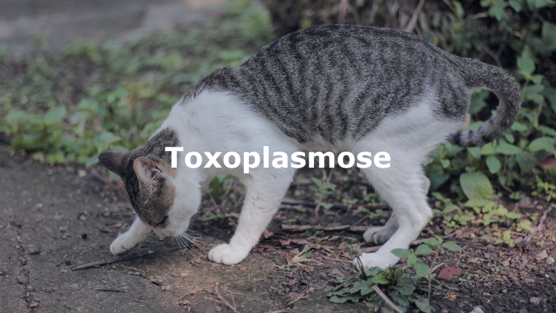 Toxoplasmose en de kat
