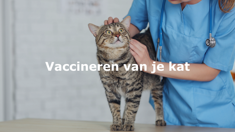 Zonsverduistering zomer Decoderen Vaccineren van je kat - Katten Kenniscentrum Nederland