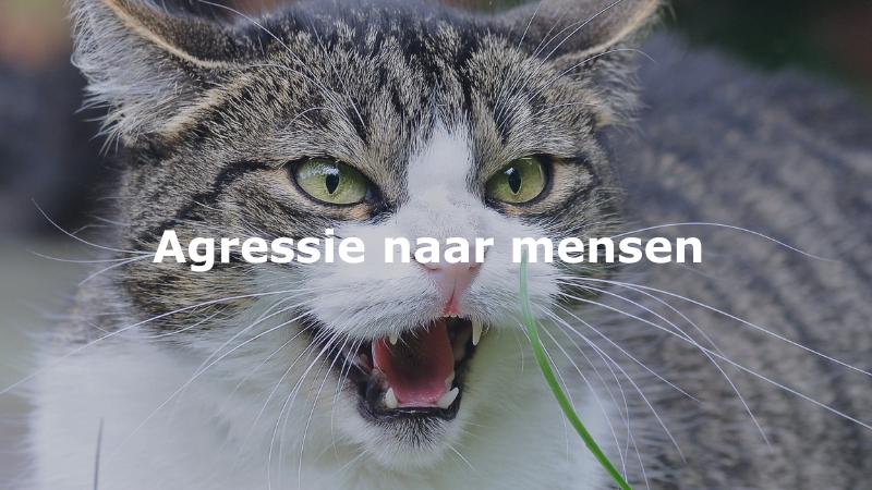 Agressie naar mensen