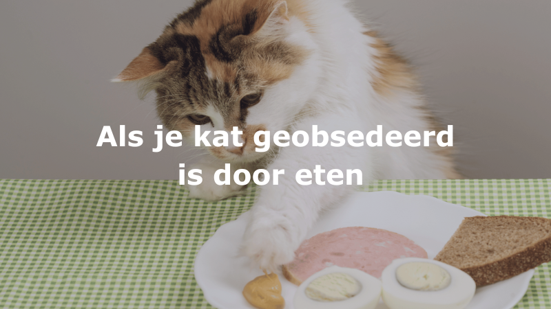 Als je kat geobsedeerd is door eten