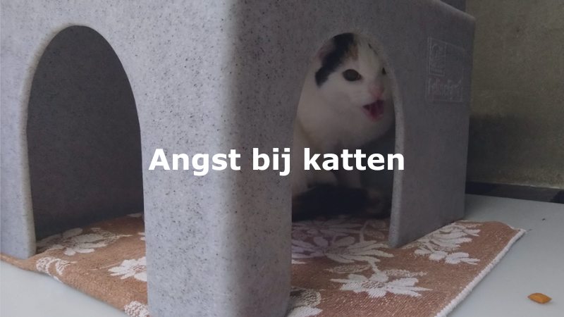 Angst bij katten