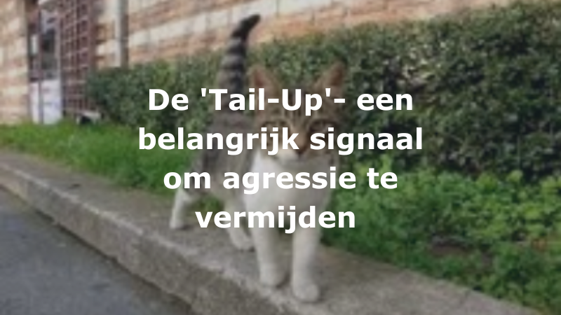 De ‘Tail-Up’ – een belangrijk signaal om agressie te vermijden