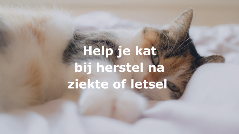 Help je kat bij herstel na ziekte of letsel