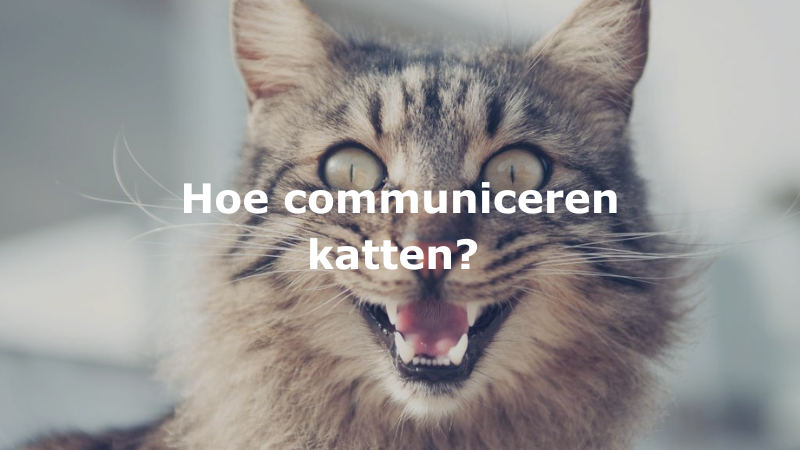 Hoe communiceren katten?﻿