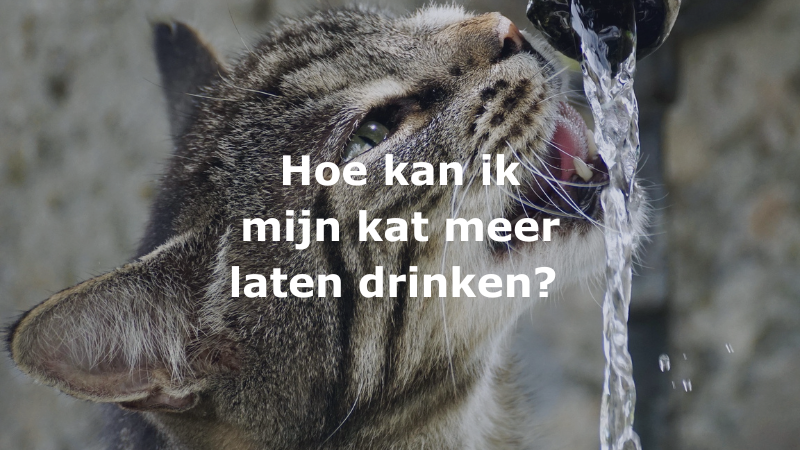 Hoe kan ik mijn kat meer laten drinken?