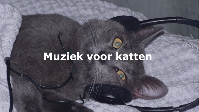 Muziek voor katten