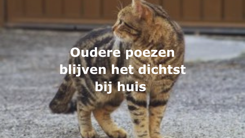 Oudere poezen blijven het dichtst bij huis
