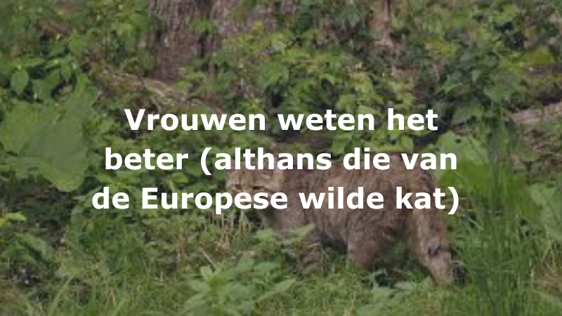 Vrouwen weten het beter (althans die van de Europese wilde kat)