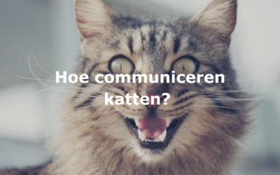 Hoe communiceren katten?﻿