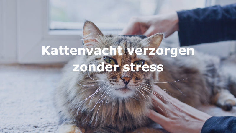 Artikel Kattenvacht verzorgen zonder stress