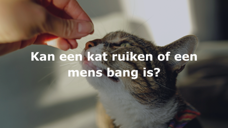 Kan een kat ruiken of een mens bang is?