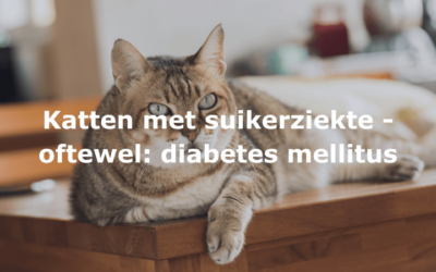 Katten met suikerziekte – oftewel: diabetes mellitus