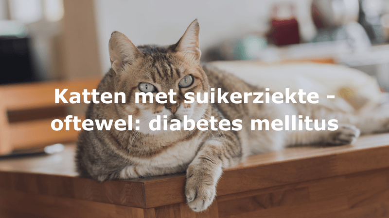 katten met suikerziekte - oftewel: diabetes mellitus