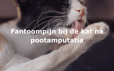 Fantoompijn bij de kat na pootamputatie