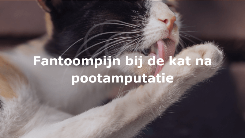 Fantoompijn bij de kat na pootamputatie