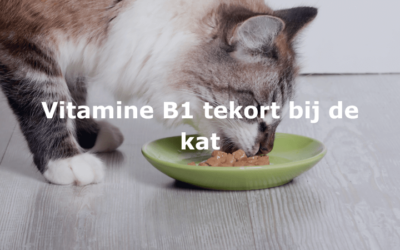 Vitamine B1 tekort bij de kat