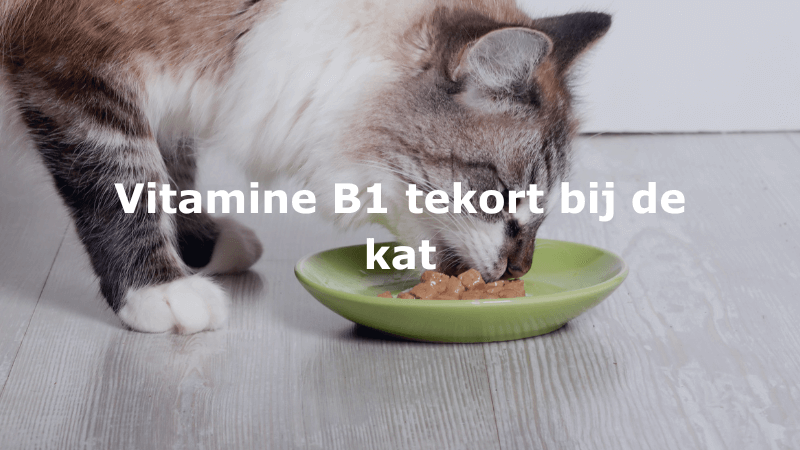 Vitamine B1 tekort bij de kat