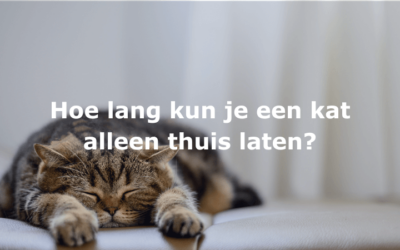 Je kat alleen thuislaten – Hoeveel uur kan een kat alleen zijn?