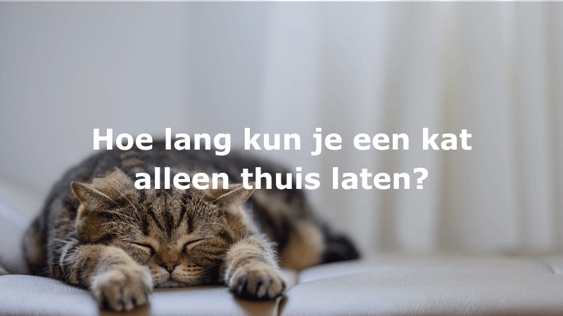 Je kat alleen thuislaten – Hoeveel uur kan een kat alleen zijn?