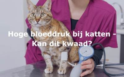 Hoge bloeddruk bij katten – Kan dit kwaad?