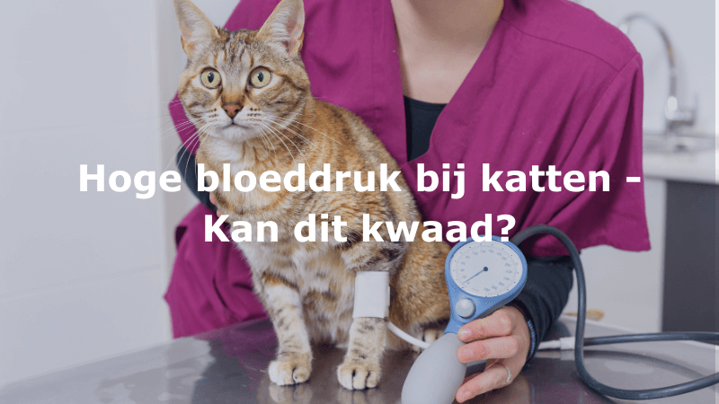 Hoge bloeddruk bij katten – Kan dit kwaad?