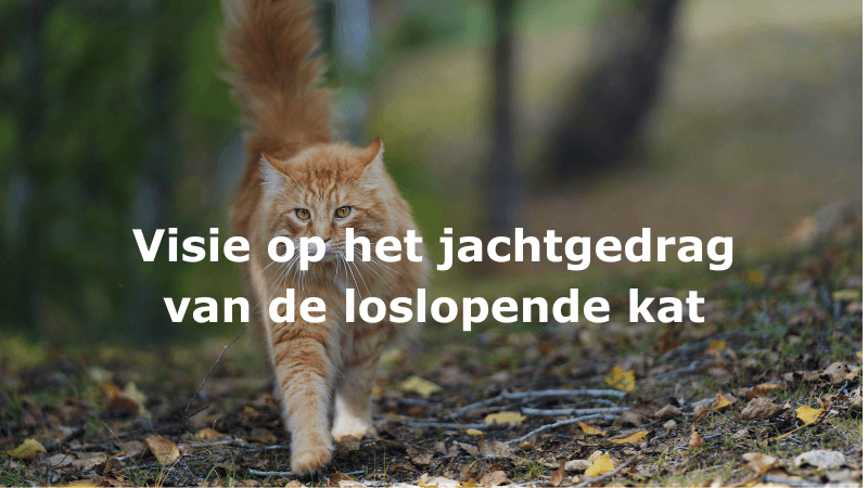 loslopende kat in het bos